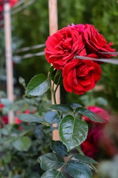 Photo of Bushes with beautiful red roses in garden on summer day