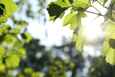 Tree branch with green leaves on sunny day, closeup. Space for text