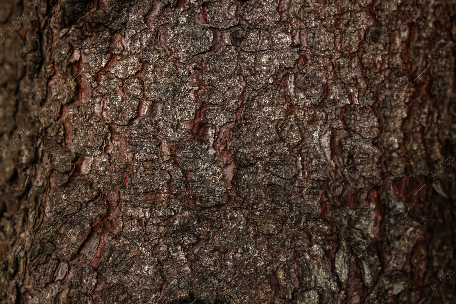 Photo of Texture of tree bark as background, closeup view