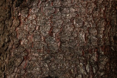 Texture of tree bark as background, closeup view