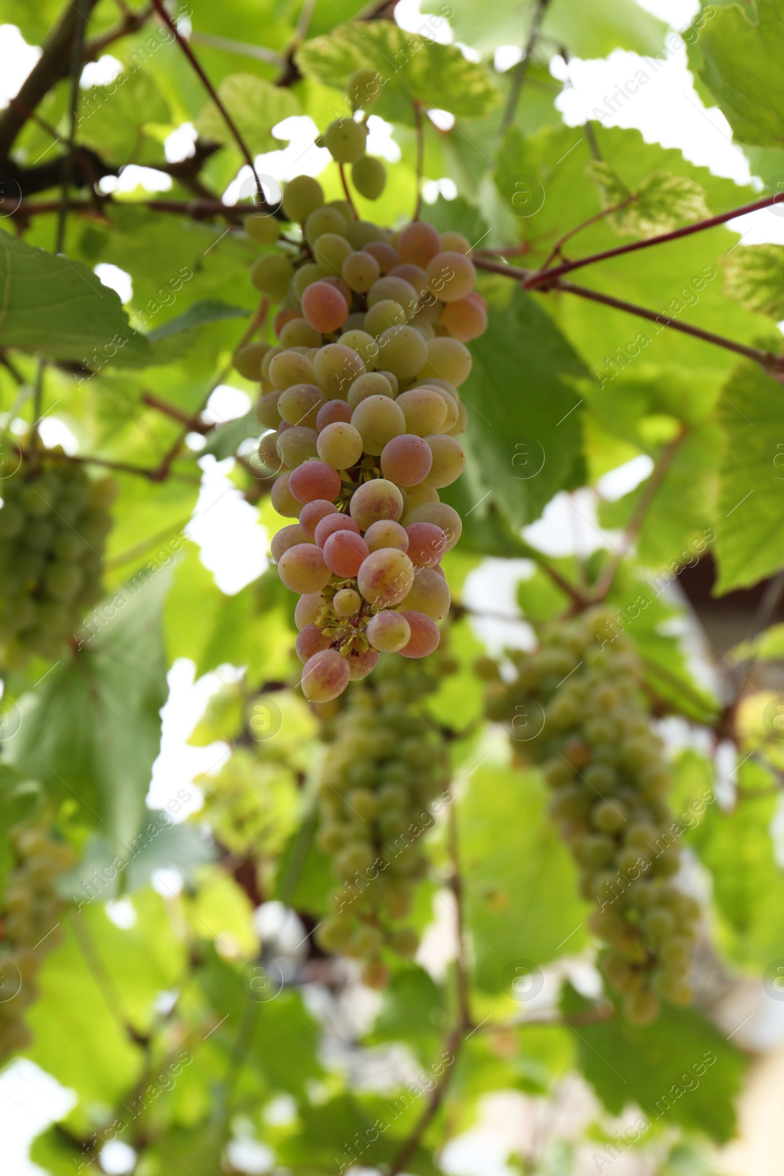 Photo of Ripe juicy grapes on branch growing in vineyard, low angle view