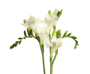 Photo of Beautiful blooming freesia flowers isolated on white