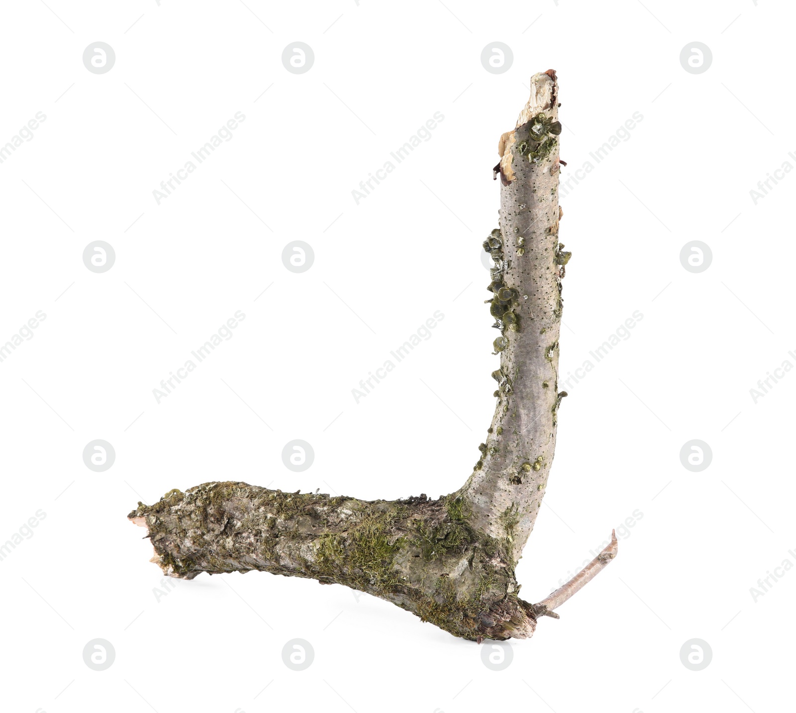 Photo of Old dry tree branch isolated on white