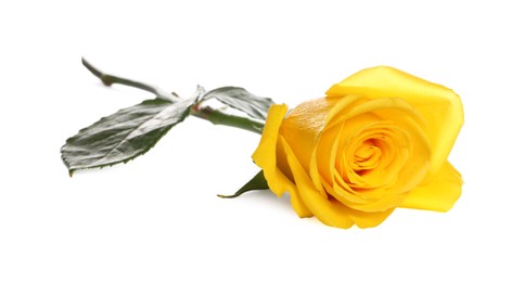 Beautiful fresh yellow rose isolated on white