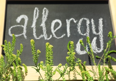 Photo of Ragweed plant (Ambrosia genus) and word "ALLERGY" written on chalkboard, closeup