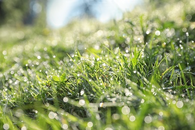 Dewy green grass on wild meadow, closeup view