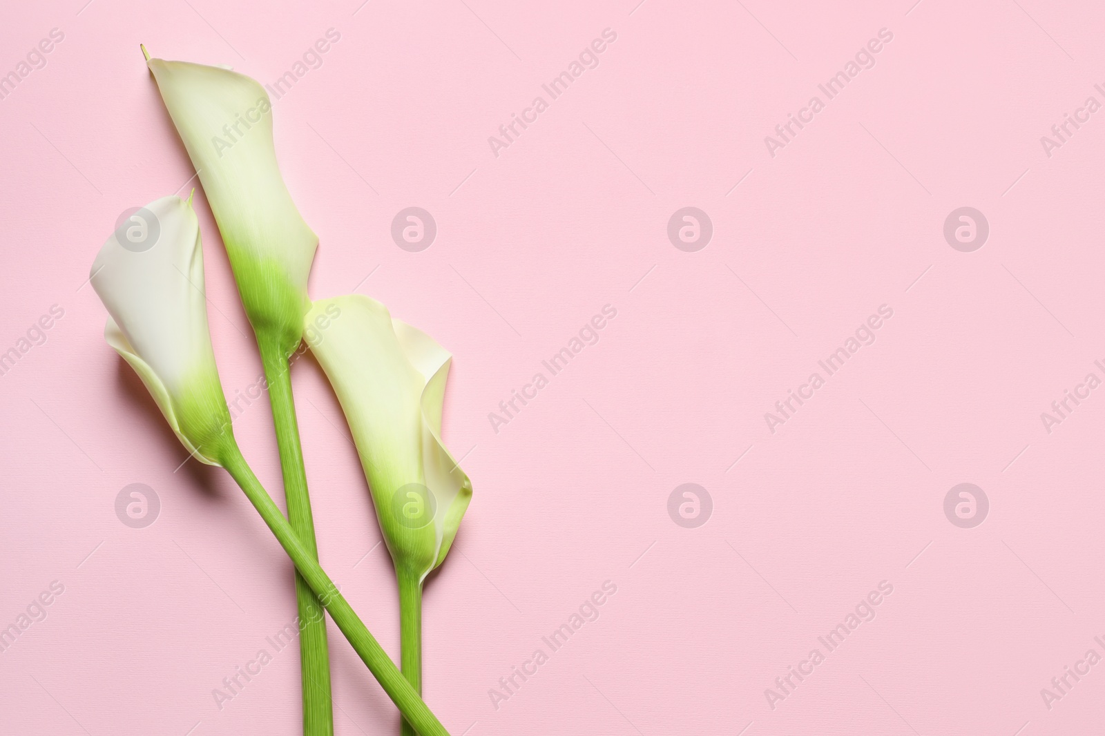 Photo of Beautiful calla lily flowers on pink background, flat lay. Space for text