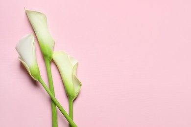 Beautiful calla lily flowers on pink background, flat lay. Space for text