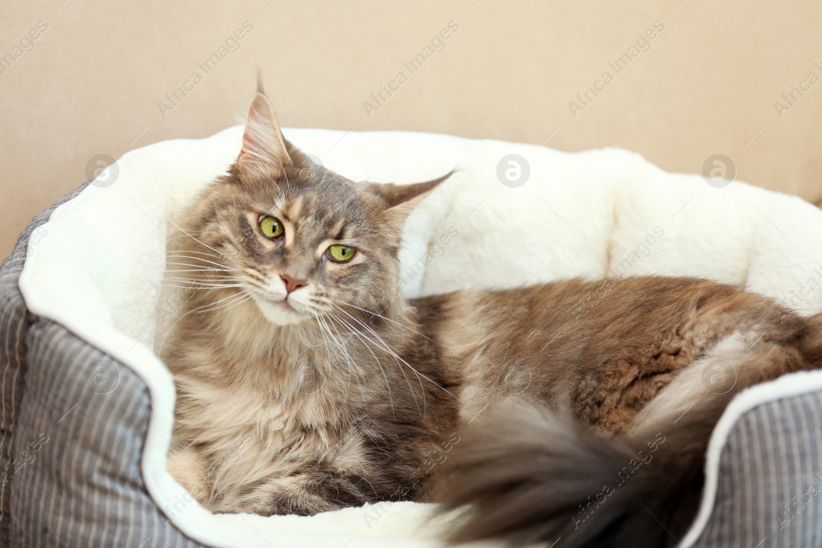Photo of Adorable Maine Coon cat lying in pet bed at home