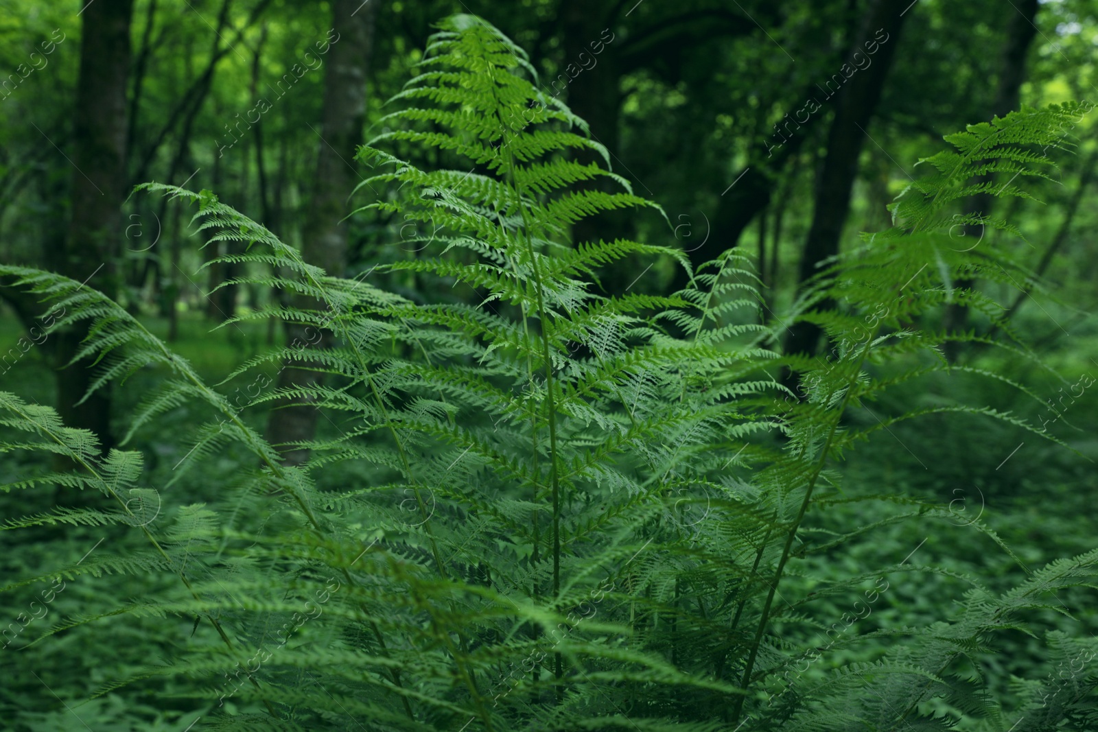 Photo of Beautiful fern with lush green leaves growing outdoors. Tropical plant