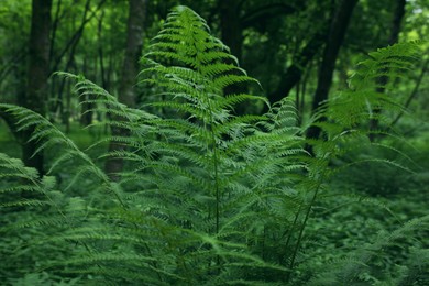 Beautiful fern with lush green leaves growing outdoors. Tropical plant