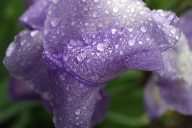 Photo of Beautiful blue iris flower with dew drops outdoors, closeup