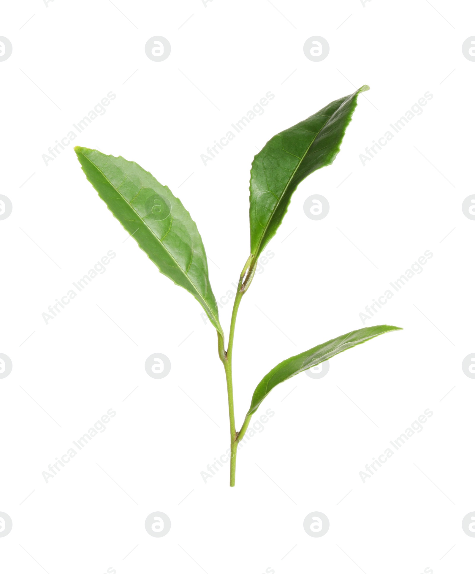 Photo of Green leaves of tea plant isolated on white