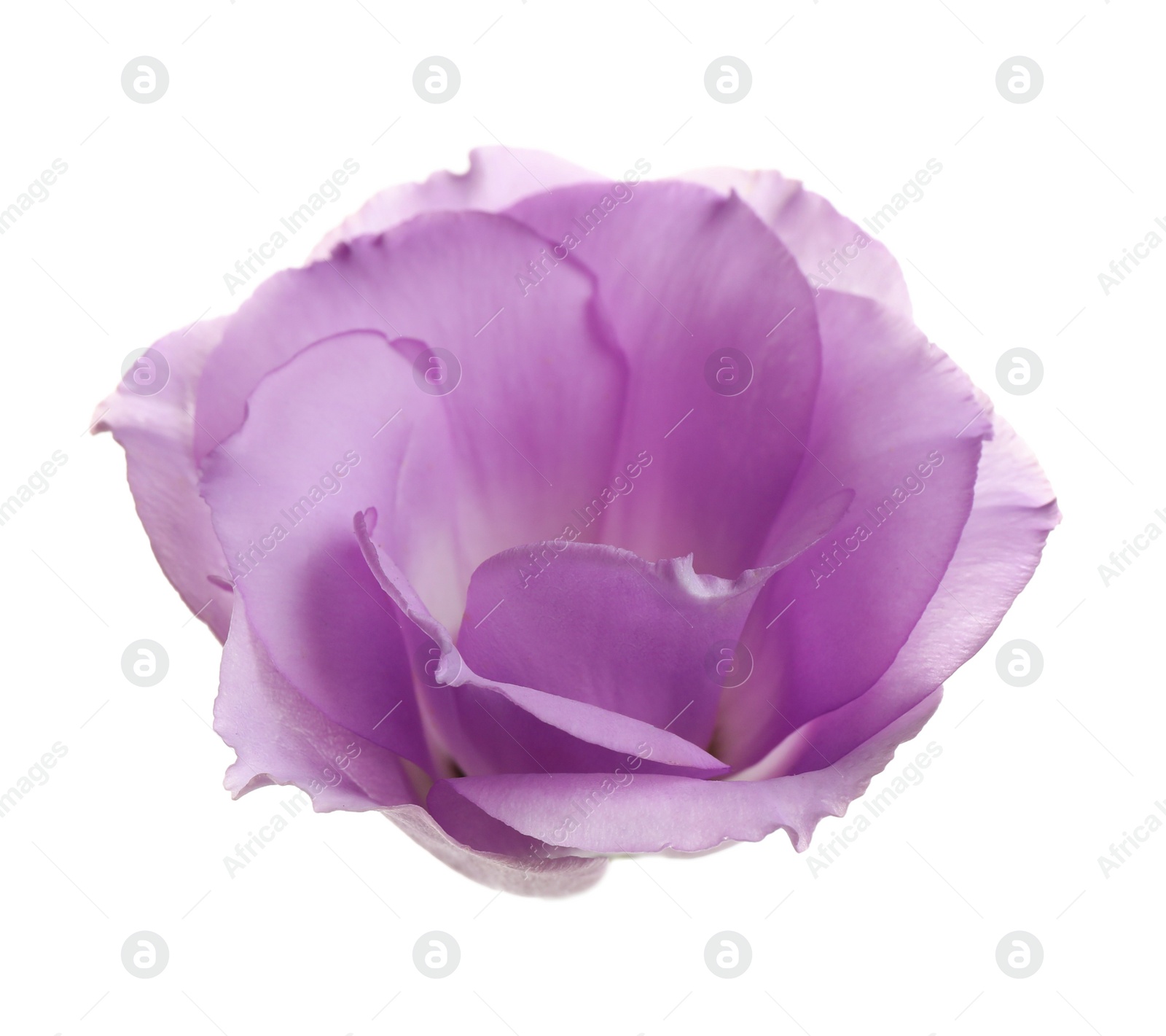 Photo of Beautiful fresh Eustoma flower on white background