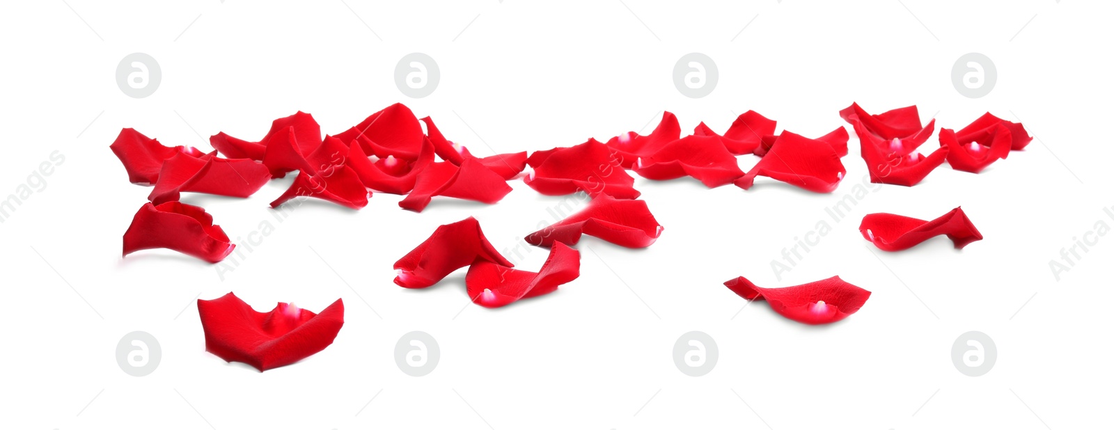 Photo of Beautiful red rose petals on white background