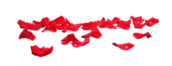 Photo of Beautiful red rose petals on white background