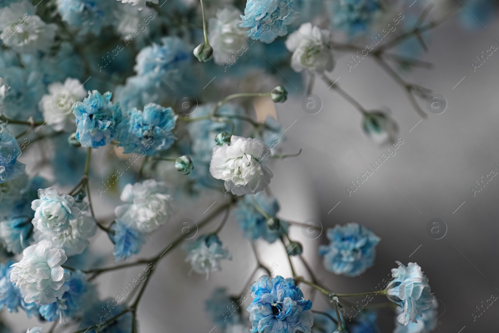 Photo of Beautiful dyed gypsophila flowers on light grey background, closeup