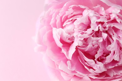 Photo of Beautiful aromatic peony on pink background, closeup