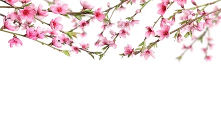 Image of Beautiful sakura tree branches with delicate pink flowers on white background