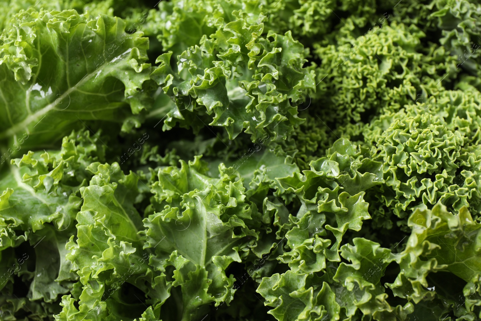 Photo of Fresh wet kale leaves as background, closeup