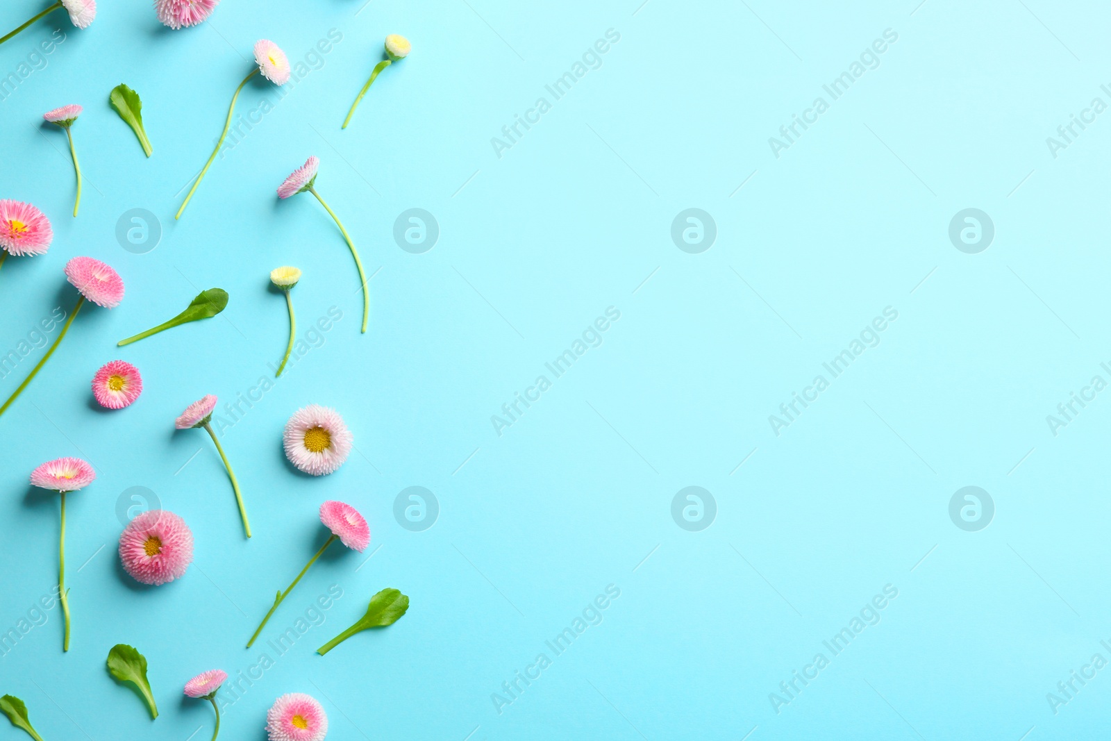 Photo of Flat lay composition with spring daisy flowers and space for text on color background