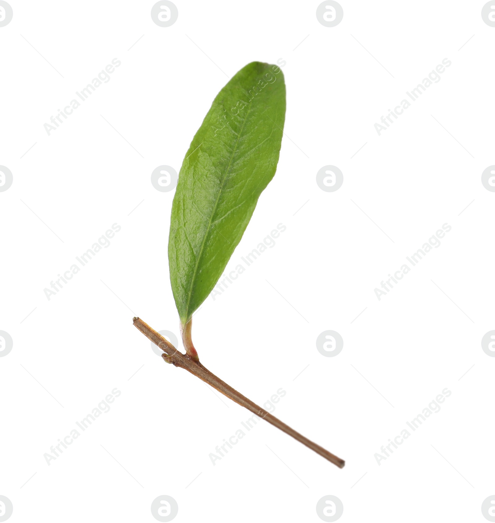 Photo of Pomegranate twig with green leaf on white background