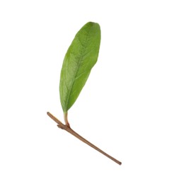 Photo of Pomegranate twig with green leaf on white background