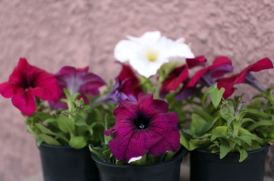 Photo of Beautiful petunia flowers in plant pots near beige wall, closeup