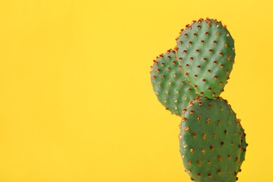 Photo of Beautiful Opuntia cactus on yellow background, closeup. Space for text