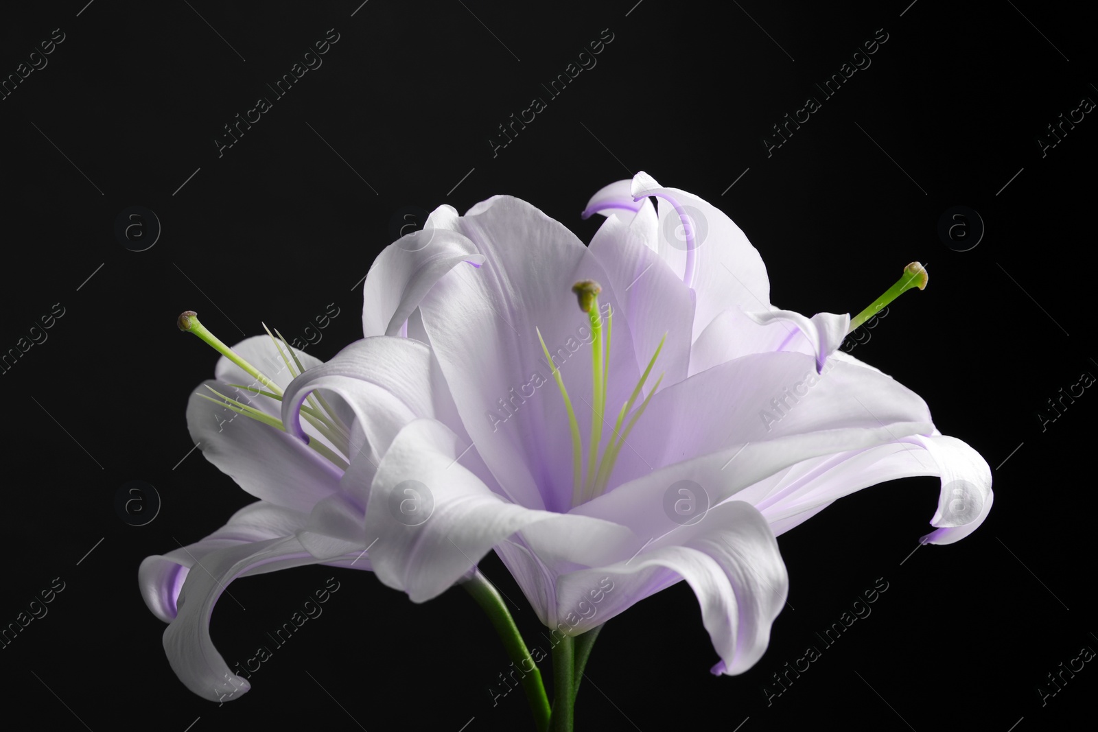 Image of Violet and white lily flowers on black background, closeup. Funeral attributes