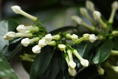 Beautiful plant with white buds on blurred background, closeup