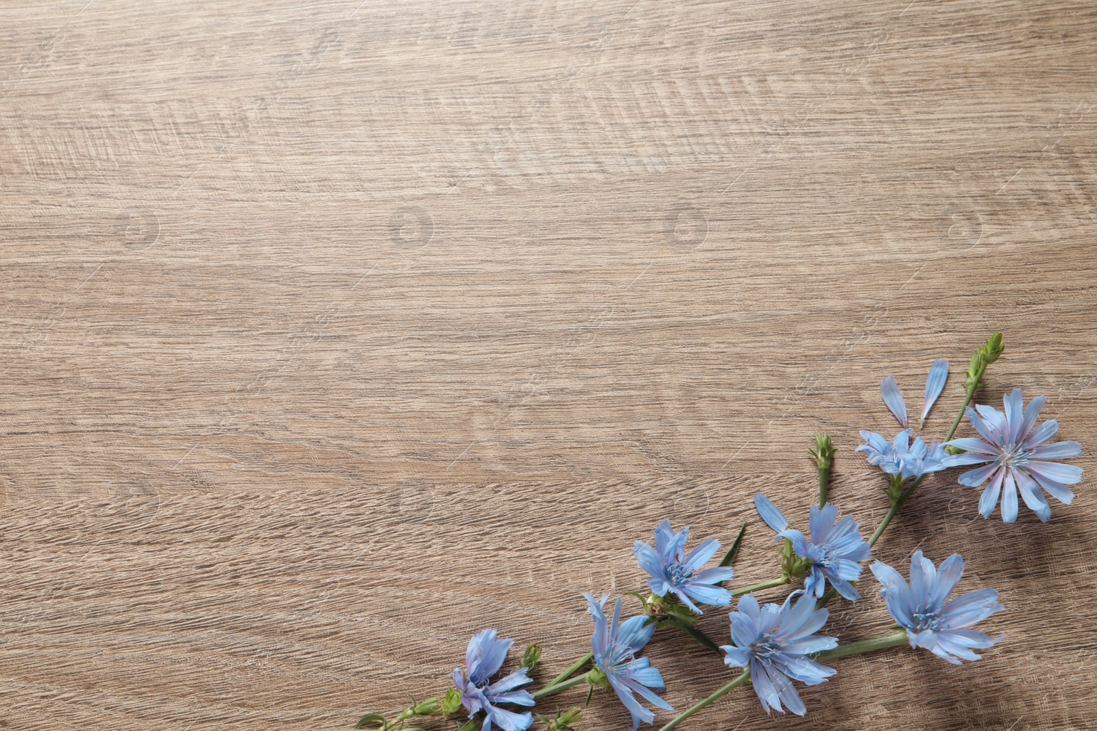 Photo of Beautiful chicory flowers on wooden background, top view. Space for text