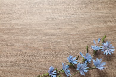 Beautiful chicory flowers on wooden background, top view. Space for text