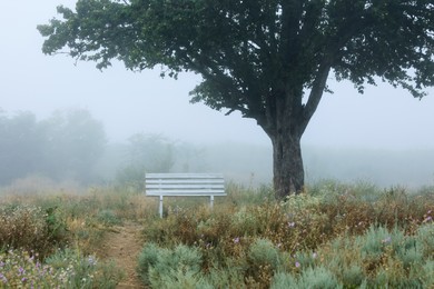 Photo of Empty wooden bench under tree in foggy field. Early morning landscape