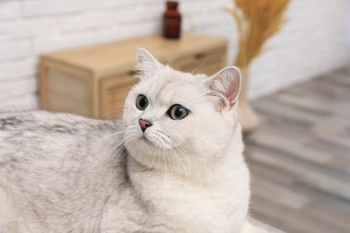 Adorable white British Shorthair cat indoors. Cute pet