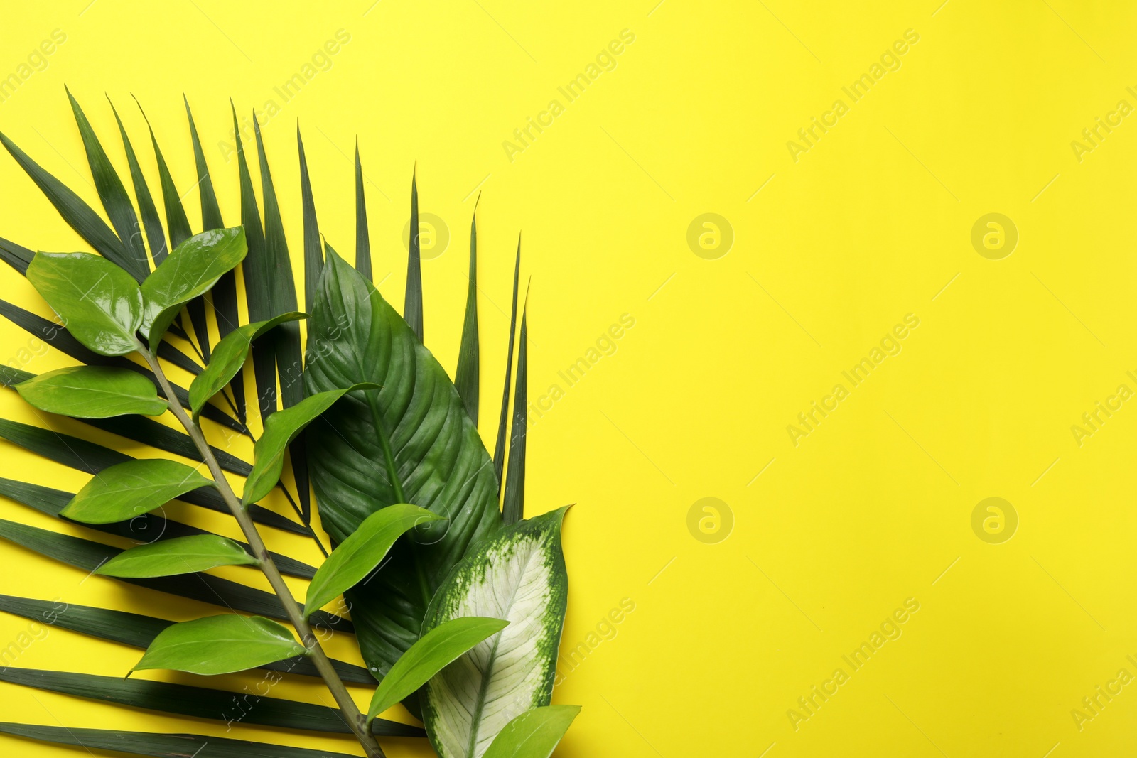 Photo of Flat lay composition with tropical leaves and space for text on color background