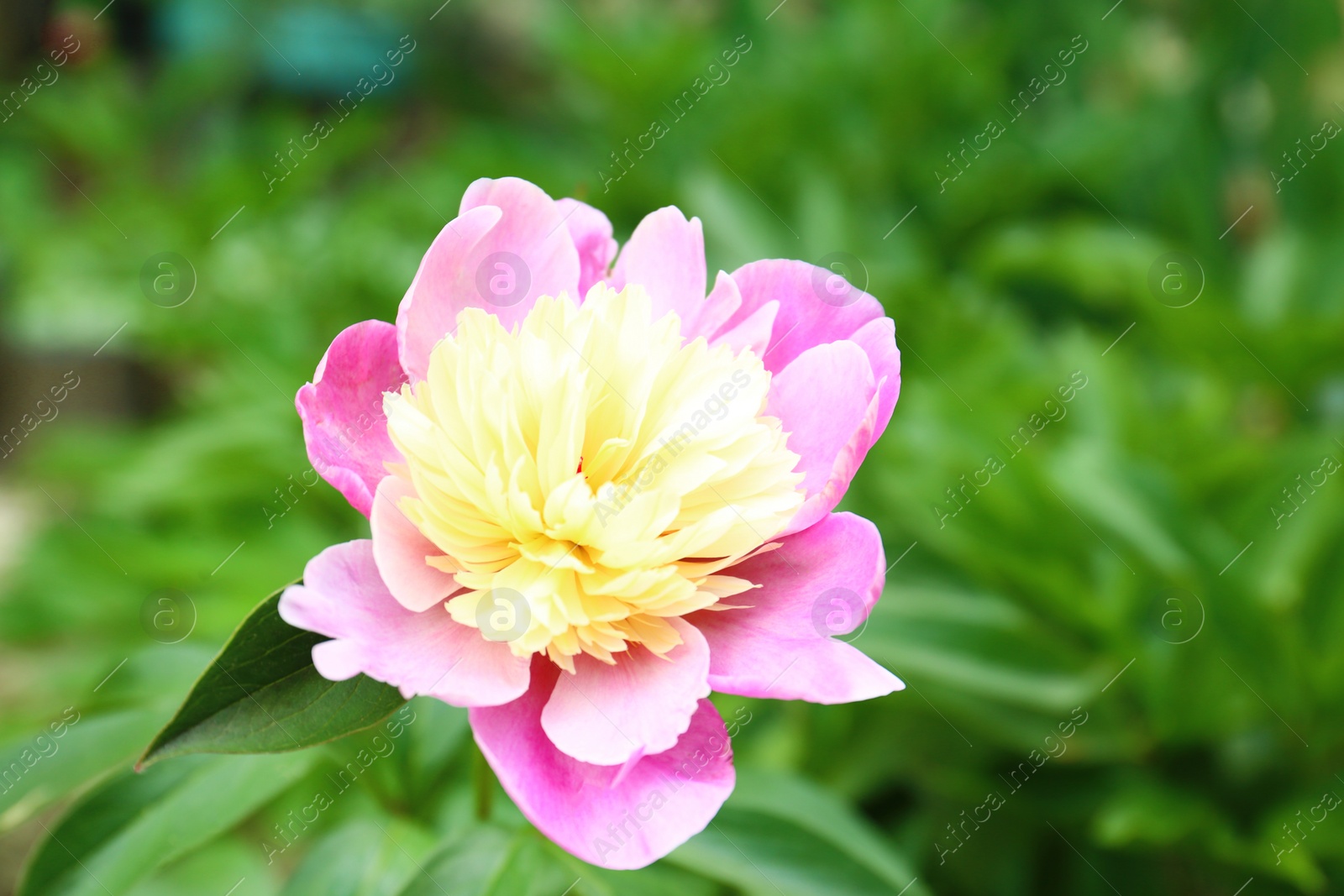 Photo of Beautiful pink peony flower in spring garden. Space for text