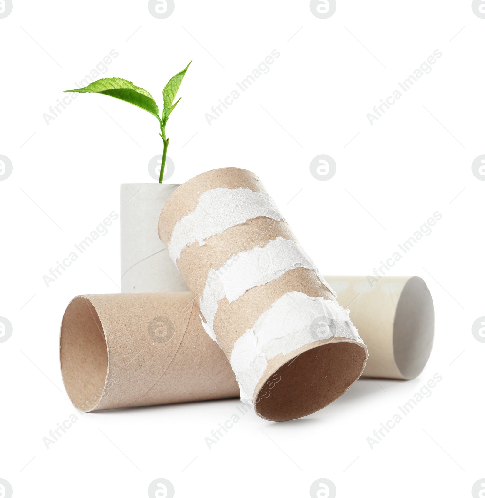 Image of Empty toilet paper rolls and plant on white background