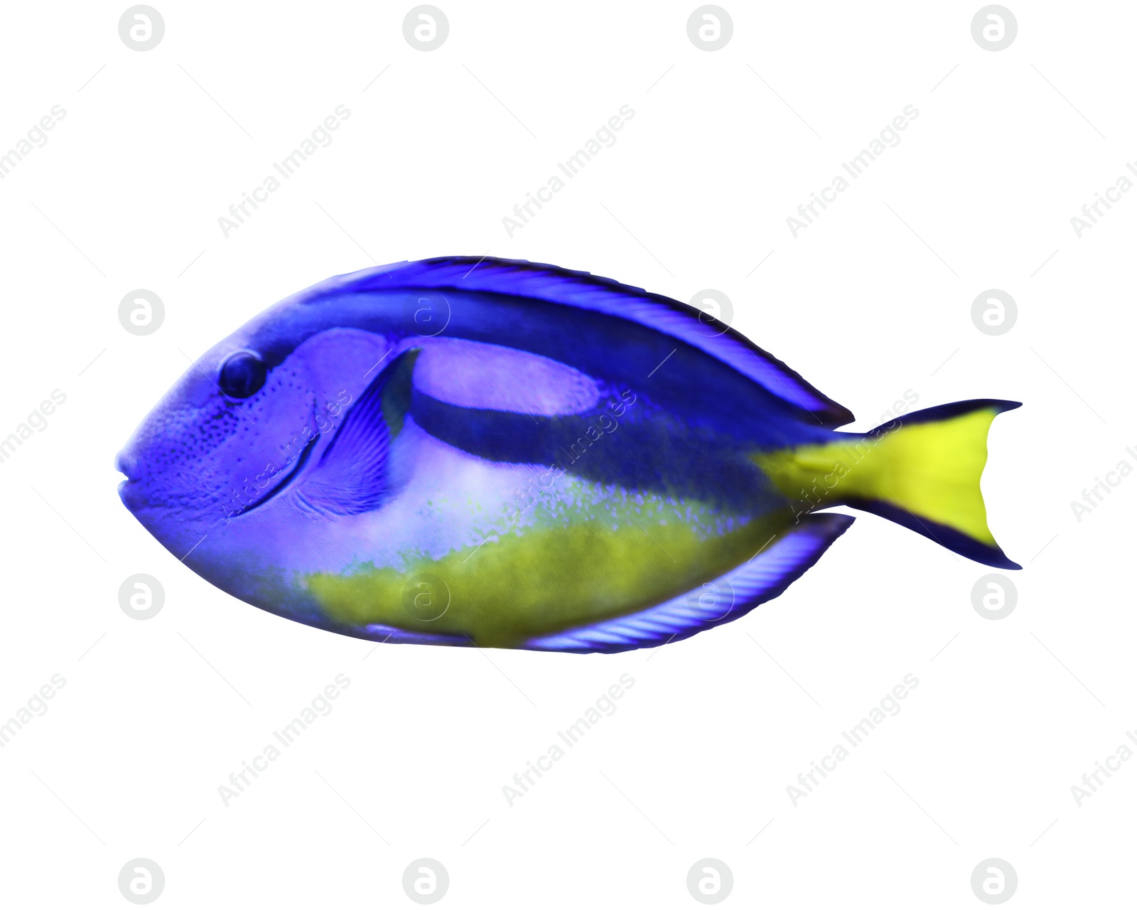 Image of Beautiful bright tang fish on white background