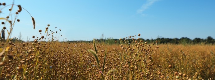 Beautiful flax plants with dry capsules in field on sunny day. Banner design