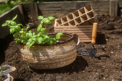 Photo of Beautiful seedlings in wicker basket prepared for transplanting outdoors