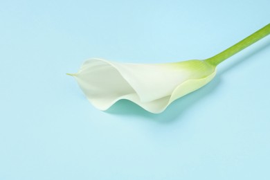 Photo of Beautiful calla lily flower on light blue background, closeup