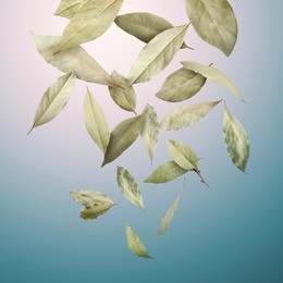 Image of Dry bay leaves falling on light blue gradient background