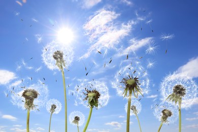 Image of Beautiful puffy dandelions and flying seeds against blue sky on sunny day 