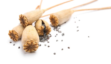 Photo of Dry poppy heads with seeds on white background