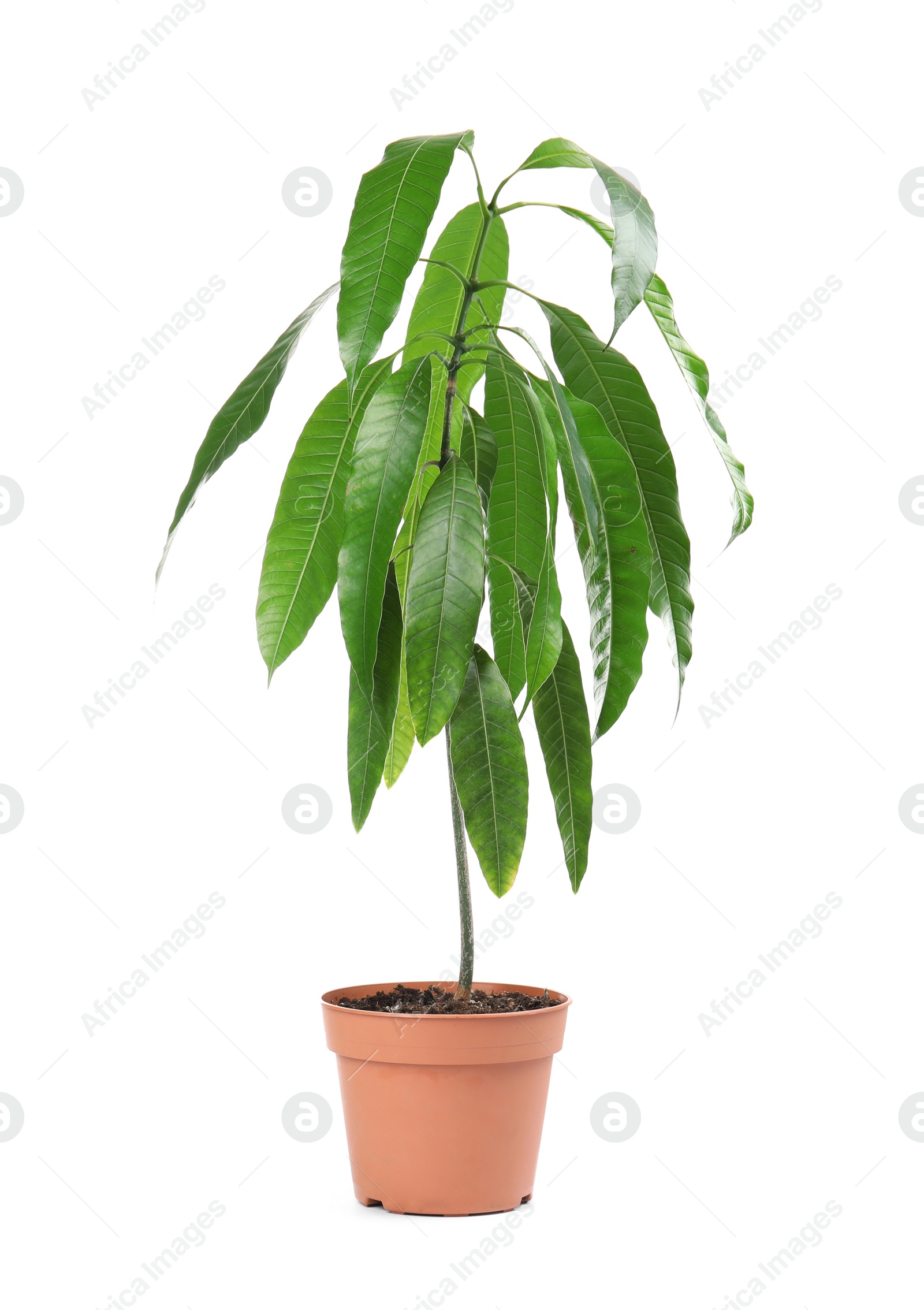 Photo of Mango plant with green leaves in flowerpot on white background