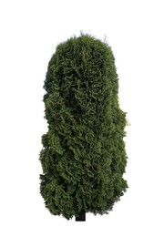 Image of Beautiful green coniferous shrub isolated on white
