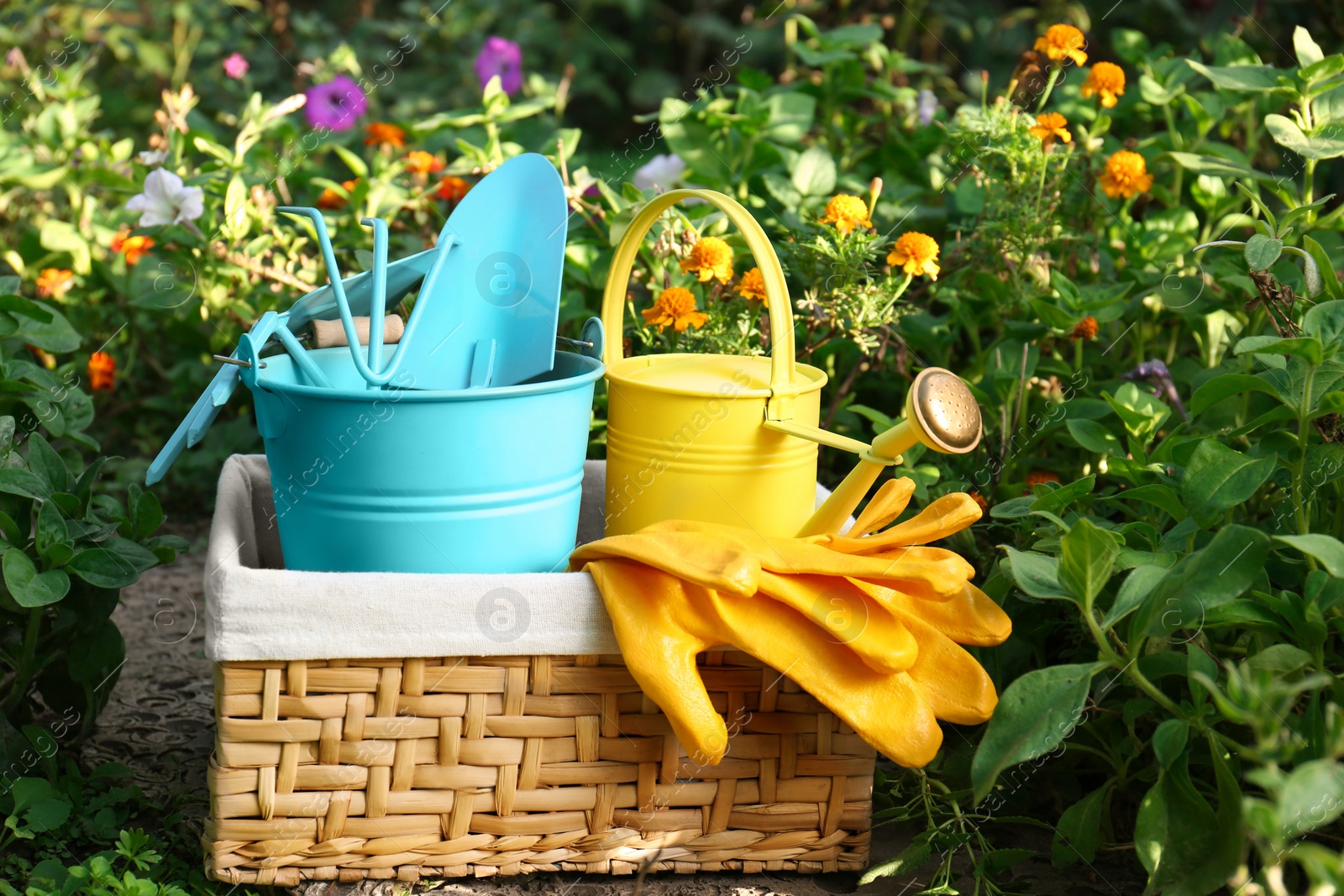 Photo of Basket with watering can, gardening tools and rubber gloves in garden