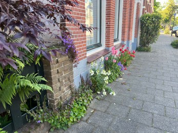 Photo of Beautiful flowers growing along building wall outdoors