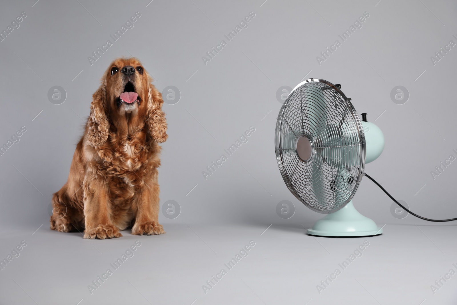 Photo of English Cocker Spaniel enjoying air flow from fan on grey background. Summer heat